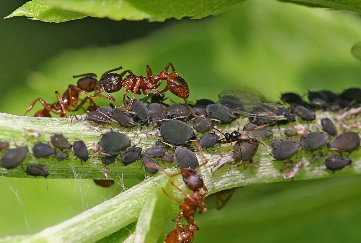 Тля относится к насекомым. Свекловичная листовая тля. Повреждения свекловичной тлей. Тля и муравьи. Муравьи пасут тлю.