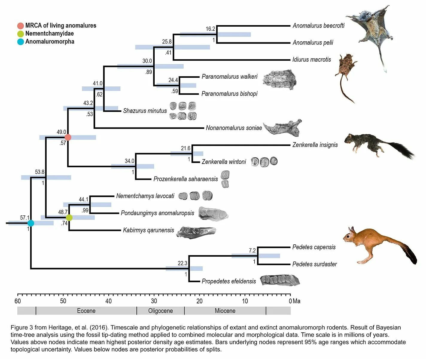 Evolution study