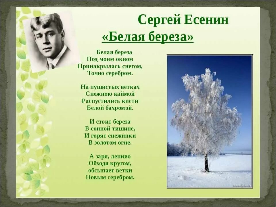 Учить стих есенина береза. Сергей александрович есенин белая береза. сергей александрович есенин стихотворение белая береза. стих берёза сергей есенин. стихотворение есенина белая береза текст.