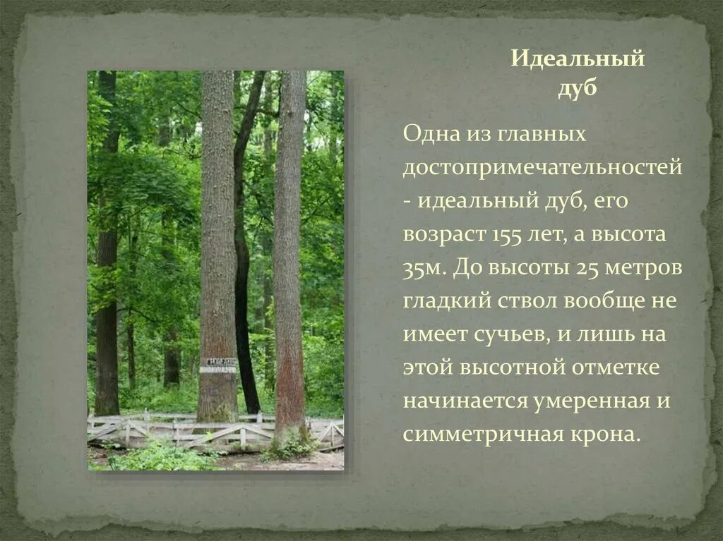 Дубрава описание. Растительность дубравы. Растительность дубравы. Леса чувашии дубрава. Растительное сообщество дубравы.