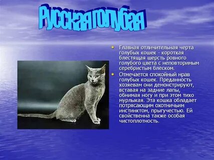 Описание русской кошки