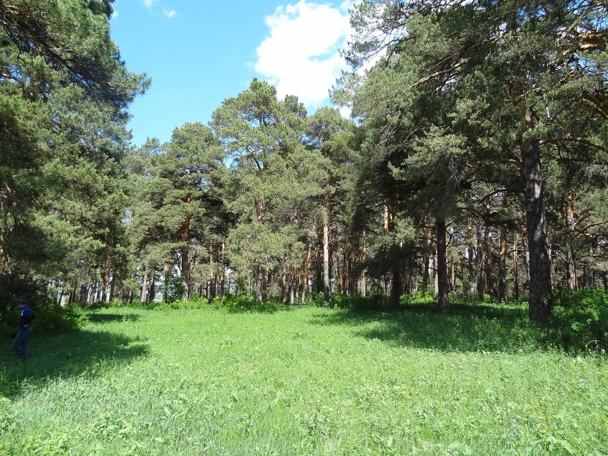 Дагестан. Парк сосновый бор дербент. Парк сосновый бор дербент. Парк сосновый бор дербент. Город дербент сосновый бор.