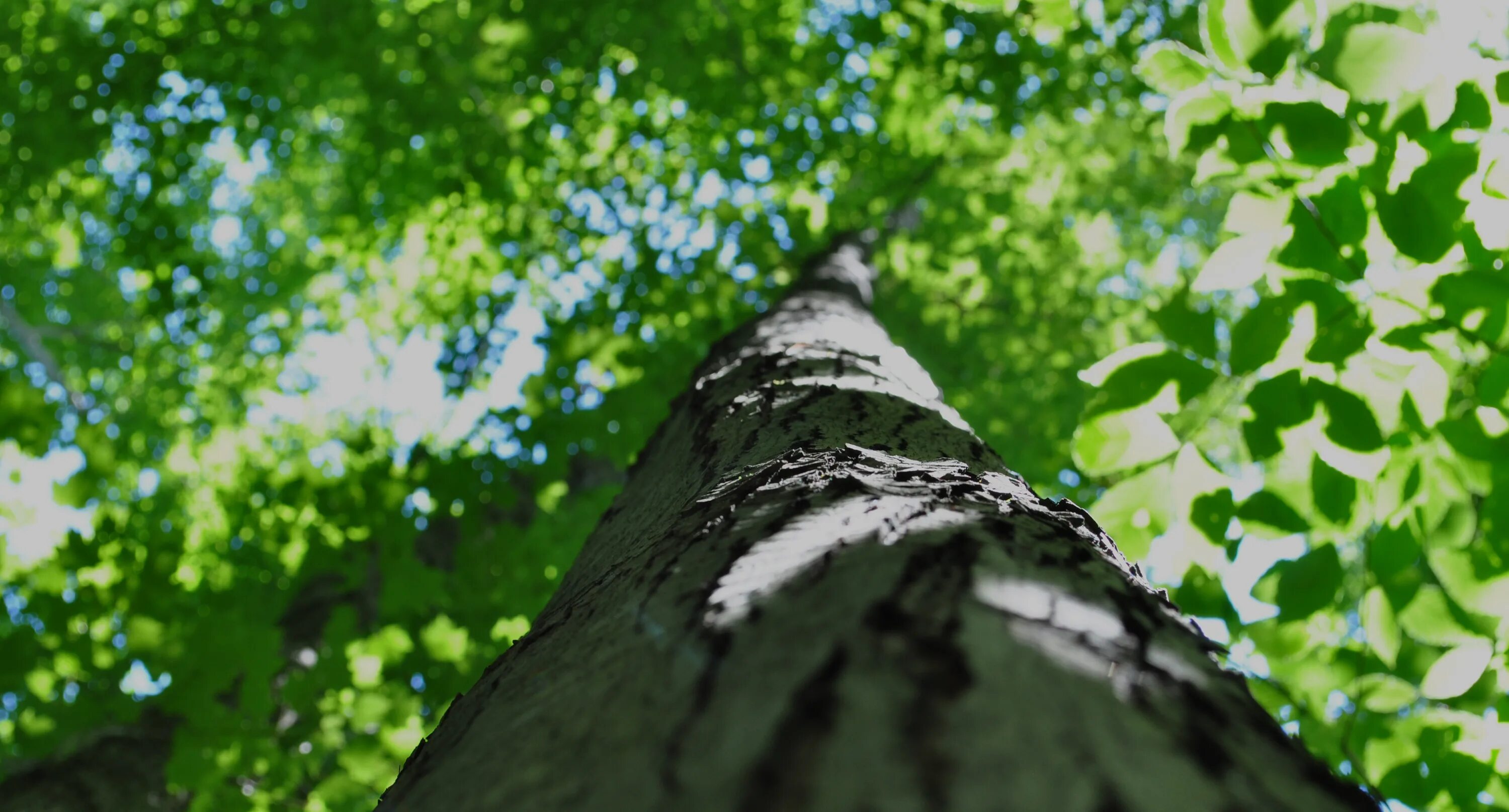 Down trees. Лето ствол дерева. Ствол с зеленью. Ствол дерева с зеленью высокого качества. Дубовый ствол.