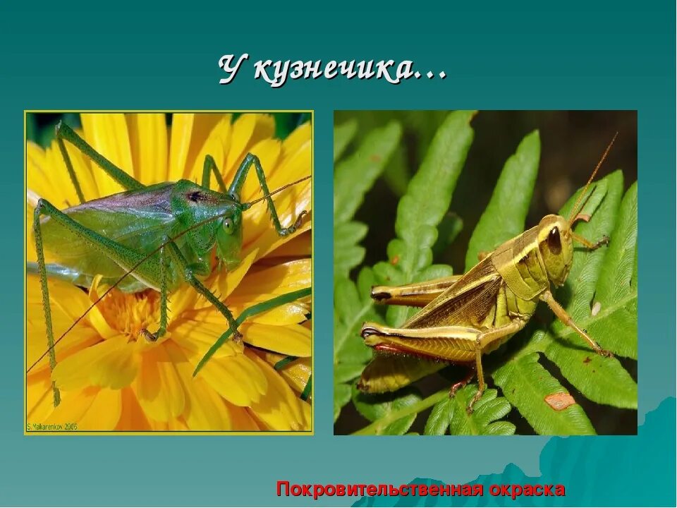 Какие животные спасаются при помощи защитной