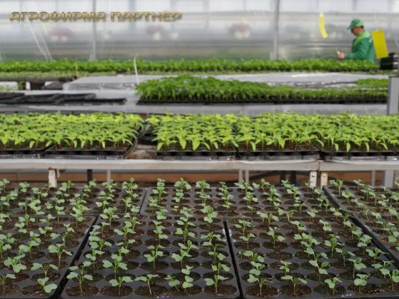 Global profi. агрофирма спб. агрофирма пегас. агрохолдинг выборжец. агрофирма грин ленинградская область.