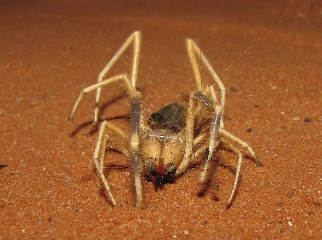 Паук Galeodes кубинский. Сольпуга паук. Сольпуга черная.