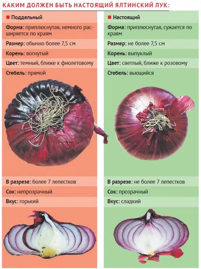 Как отличить красный. Красный лук и Ялтинский отличие. Крымский лук и Ялтинский разница. Ялтинский лук настоящий как отличить. Как отличить Ялтинский лук от Крымского.
