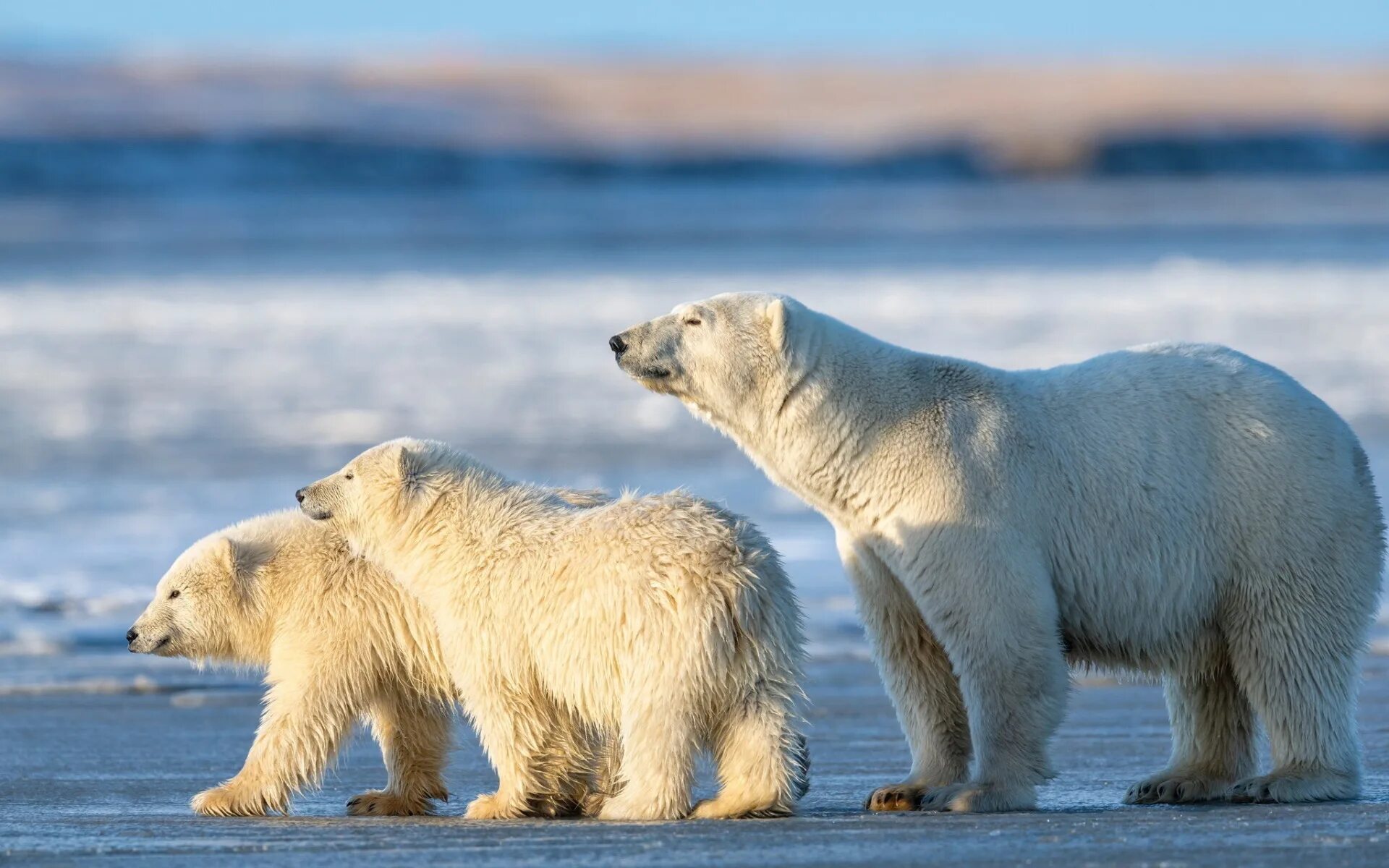 Сохранение белых медведей. Белый медведь и полярный медведь. Полар бир (polar bear). Белые медведи вакансии. Охрана арктики.