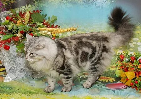 Сибирская кошка питомник
