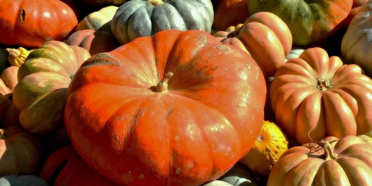 Тыква в д. Тыква купчиха. красная тыква. красивая тыква. тыква рыжая.
