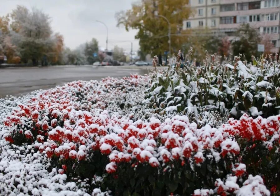 Теплый летний снег. Розы под снегом. Снегопад в Бийске. Много роз под снегом. Снег в июле.