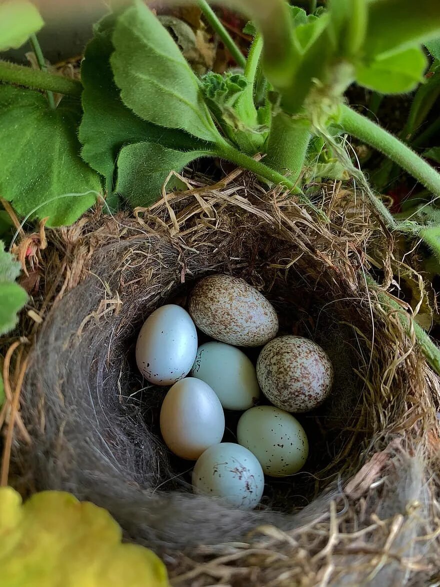 Гнездо зеленушки яйца. Яйцо Синявинское гнездышко. Птичьи яйца. Голубые птичьи яйца. Bird яйца