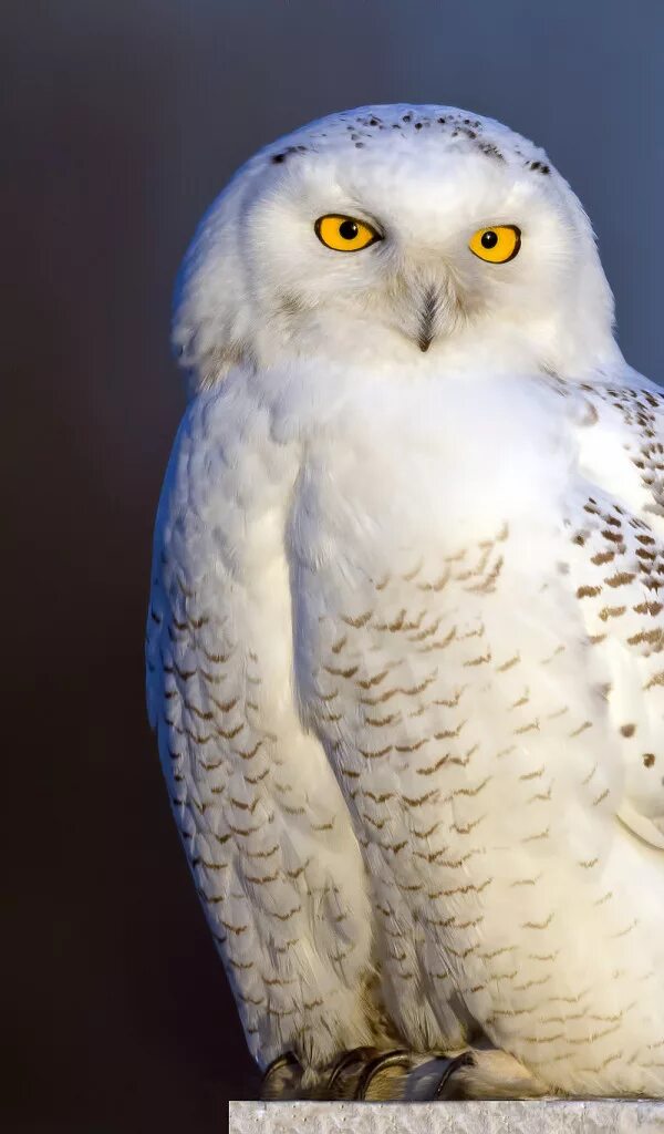 Белая сова. Белоснежные птицы. К чему снится большая белая птица. Белая птица. Белый голубь.