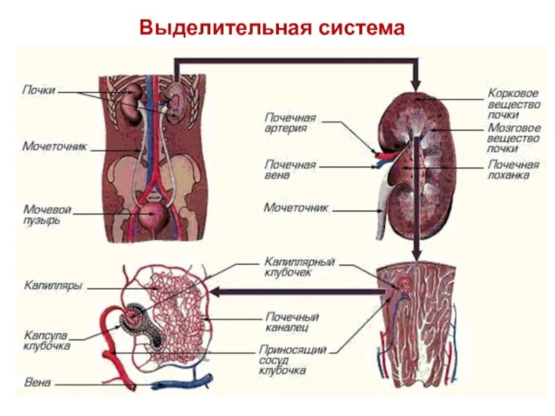 Установите соподчиненность структур выделительной системы. Строение составляющие органы выделительная система. строение выделительной системы человека схема. схема органов выделительной системы человека 4 класс. схема работы выделительной системы.