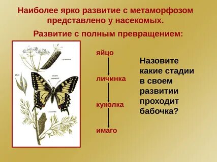 В чем заключается развитие с метаморфозом