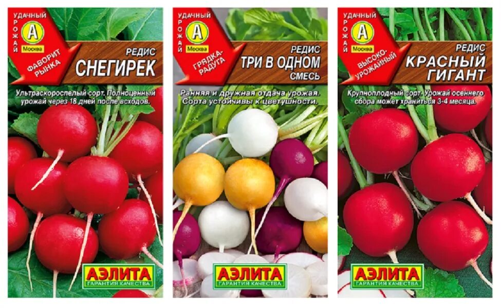 Редис снегирек. Редис снегирек
