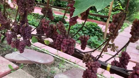 Виноград сомерсет сидлис описание сорта фото отзывы