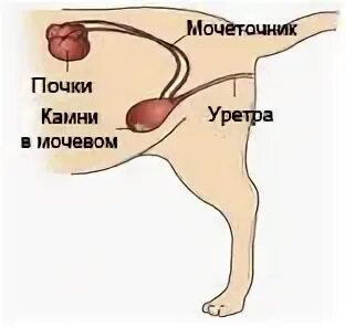 Строение мочевой системы котов. Анатомия мочевой системы собак. Мочевой пузырь собаки анатомия. Операция мочевой пузырь собака