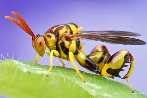 Other insects