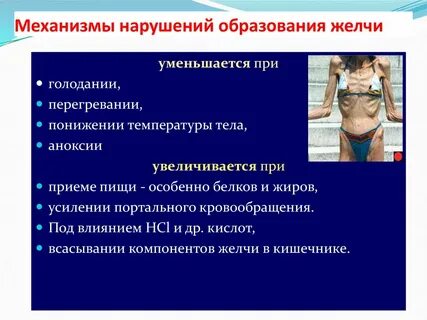 Под действием желчи
