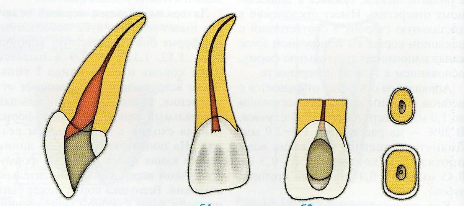 1 корневой канал. Резец верхней челюсти анатомия корневых каналов. Топография корневых каналов зубов на верхней челюсти. Центральный резец верхней челюсти эндодонтия. Топография полости зуба резцов верхней челюсти.