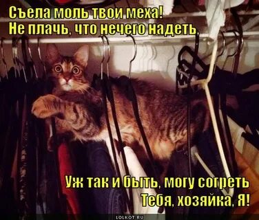 Моли твою