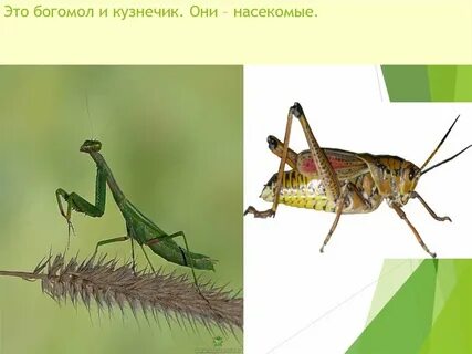 Кузнечики 1