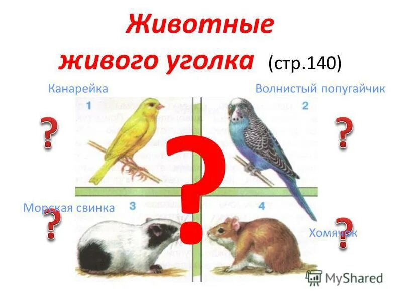 Животные живого уголка презентация. Животные в живом уголке школы. Кто живет в живом уголке. Рабочий лист животные живого уголка 2 класс. Хомяк задание.