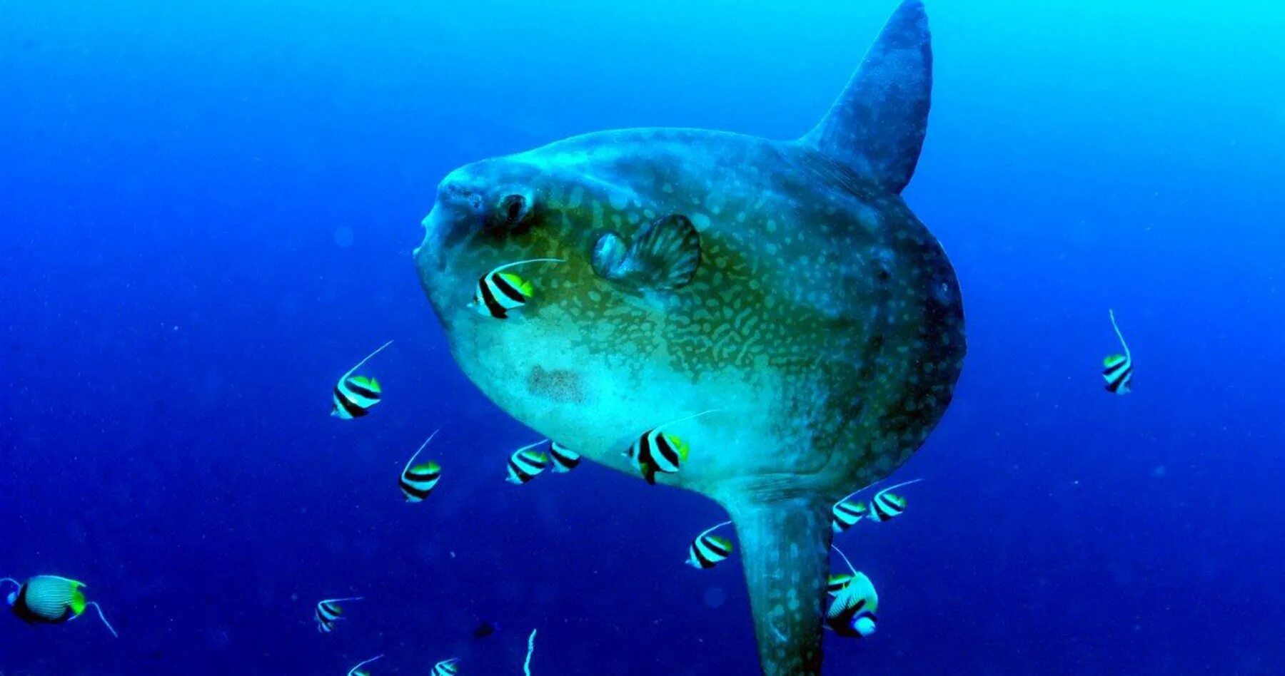 Включи мола. Обыкновенная луна-рыба mola mola. рыба луна мола мола. sunfish рыба. острохвостая рыба луна.