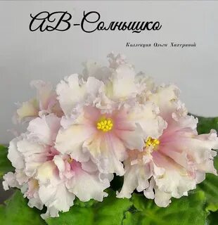 Фиалка солнышко