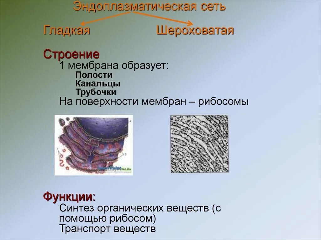 Эндоплазматическая сеть строение и функции. Шероховатая ЭПС строение. Гладкая эндоплазматическая сеть. Шероховатая эндоплазматическая сеть строение. Гладкий и шероховатый эндоплазматический ретикулум.