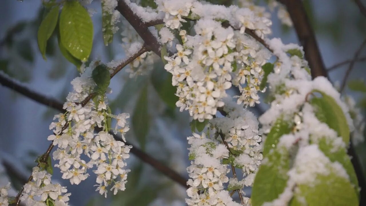 Черемуха приметы. Черемуха. Черемуха весной. Черемуха цветет. Черёмуха зацвела к холодам.