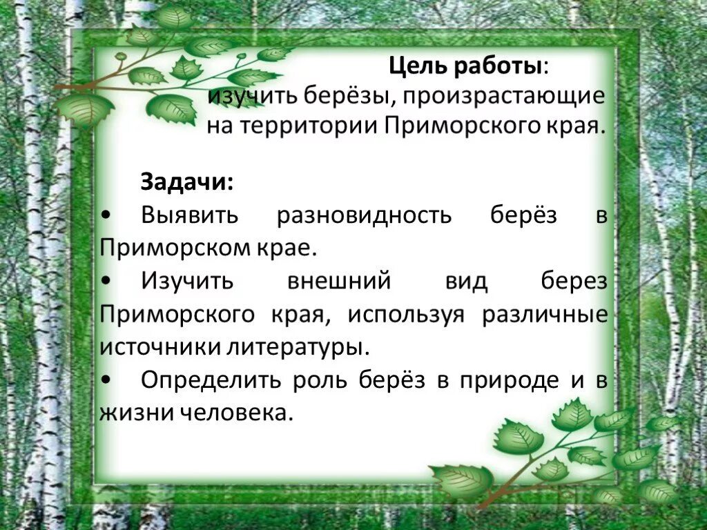 Березка приморская. Разновидности березы. Внешний вид березы. Береза Приморский край. Березы Приморского края виды.