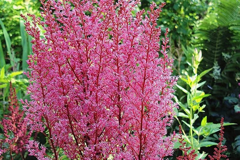 Astilbe 'Look at Me' Hostas Direct (With images) Astilbe, Spirea plant