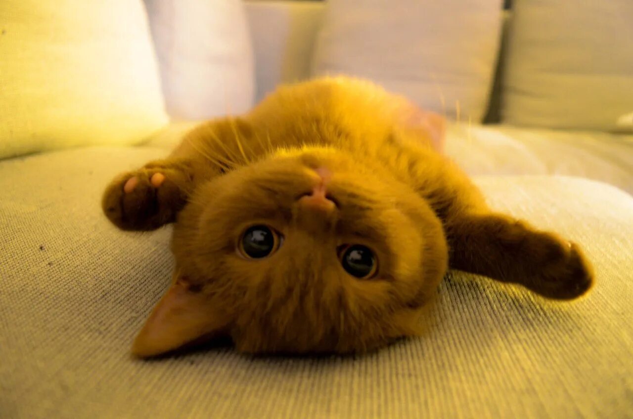Мимими ми. Милые котики. милый кот. милые котейки. мимимишные животные.