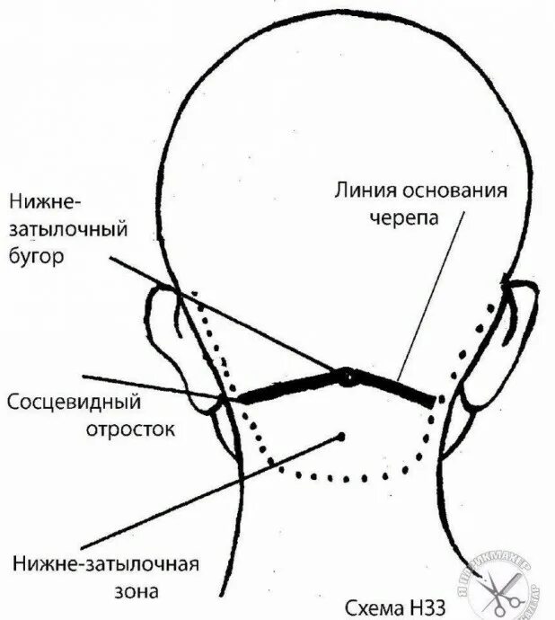 Как называется затылок