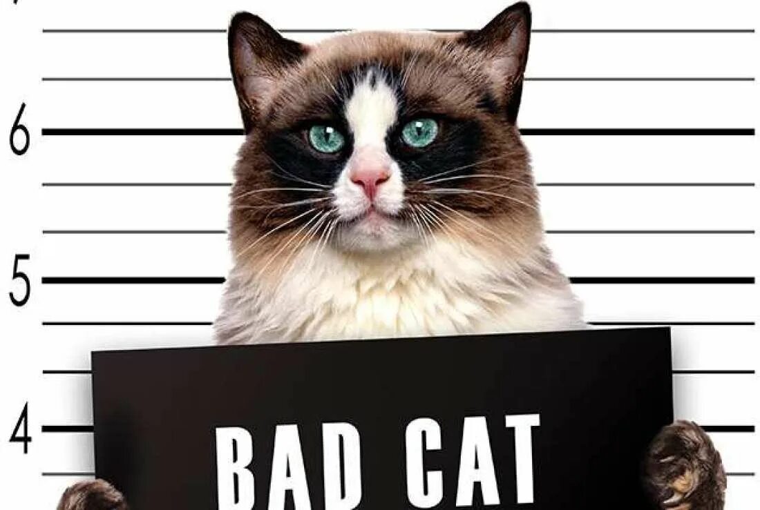 Nc cat