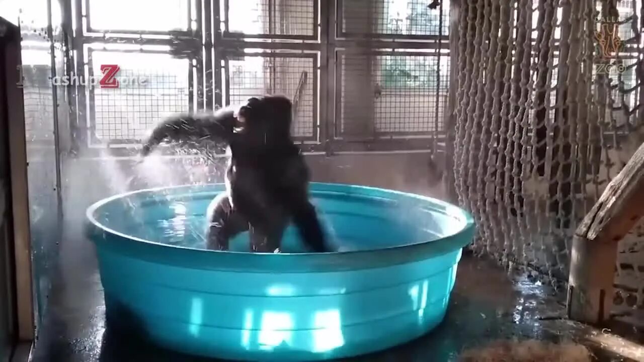Купание обезьяны в теплой воде видео