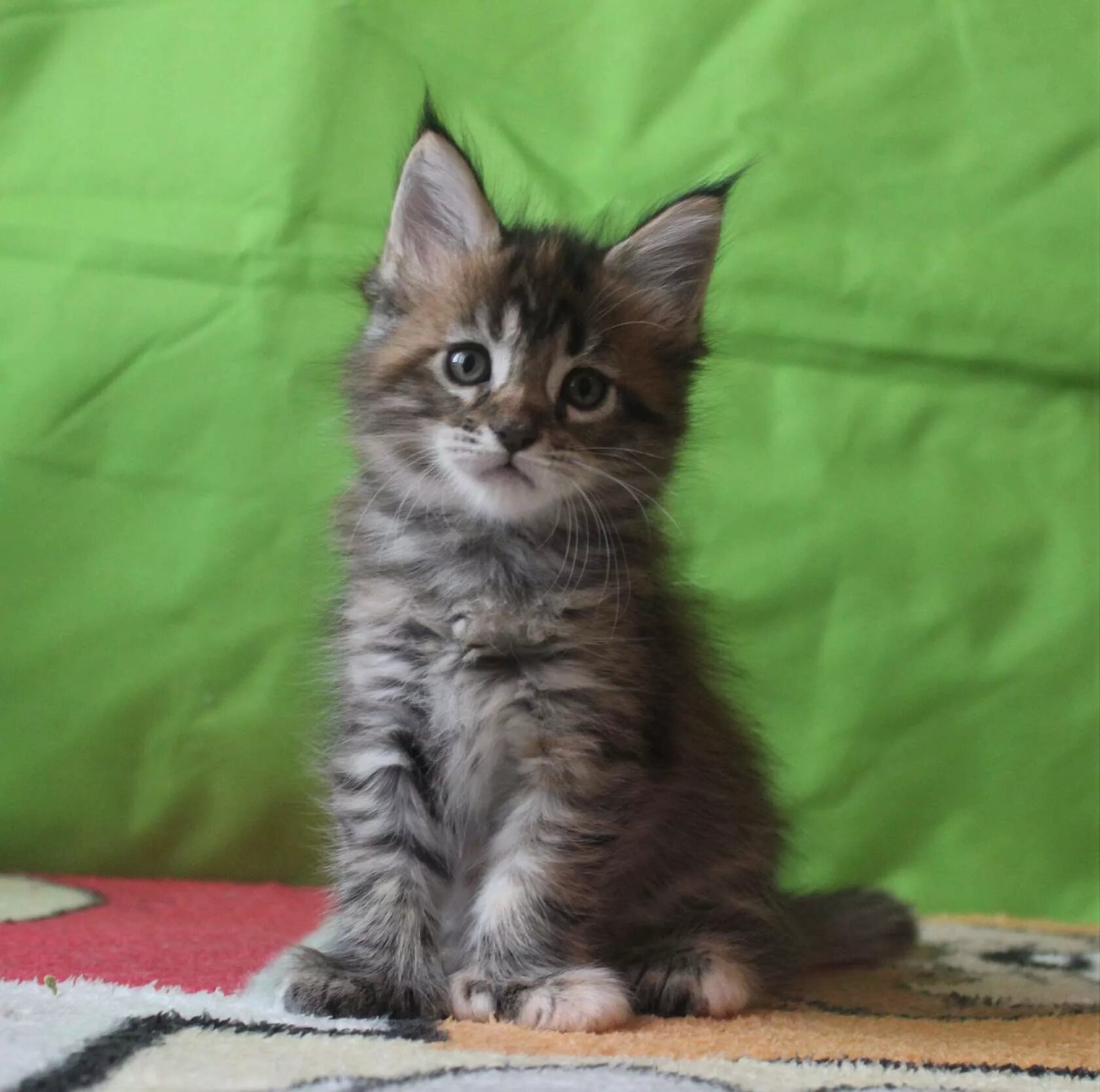 Мес ц. Котята мейн-куна в 2 месяца. котята мейн куна 1 месяц. котенок мейкуна в 2 месяца. котята мейн кун полидакт.