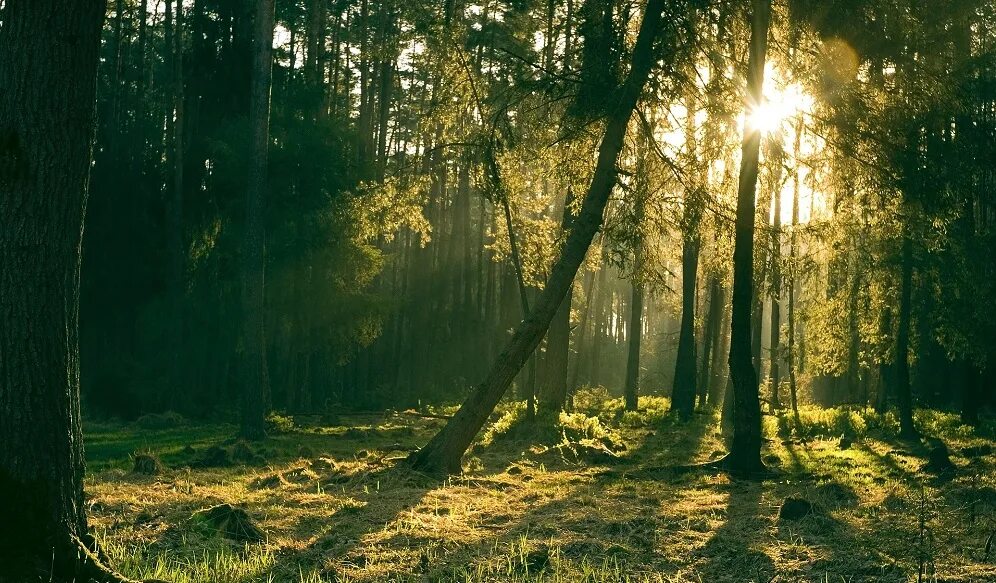 Лес карельского перешейка. Благо лес. Широколиственные леса береза. Тверь лес таинственный. Елово сосновый лес.
