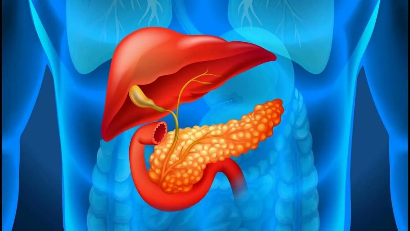 Место боли поджелудочной железы. Пищеварительная система человека селезенка. Поджелудочная железа человека.