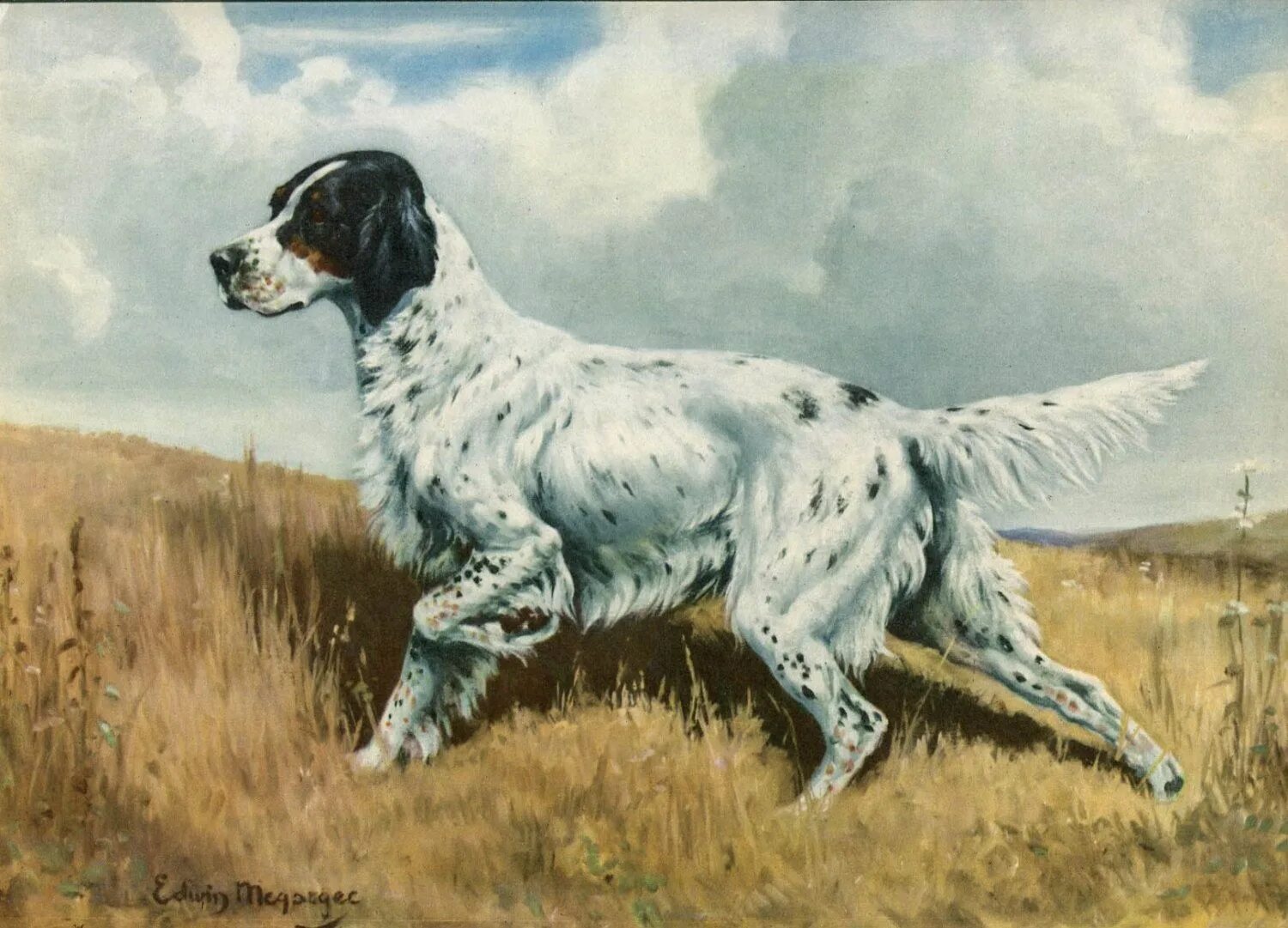 сеттер порода собак. сеттер порода. бим черное ухо порода. английский сеттер собака. английский сеттер собака.