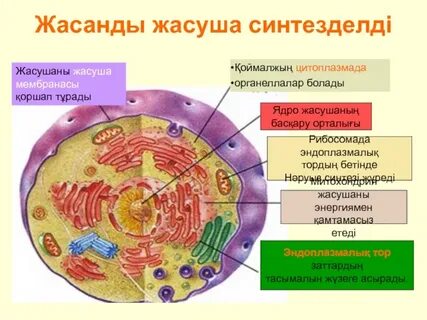 Жасуша