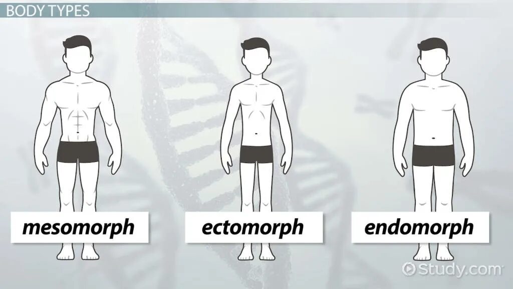 Body type js. Мезоморф. эктоморф. эндо мезоморф. эндо мезоморф body type.