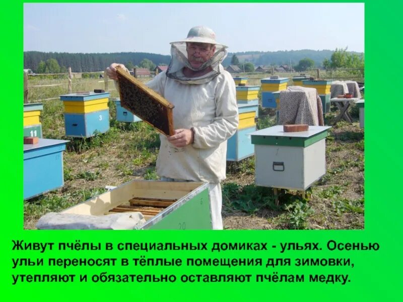 Пчеловод получает с умного улья данные. Пчеловод (пасечник) профессия. пчелы и пчеловодство. ульи пасека во дворе. башкирские ульи для пчел.