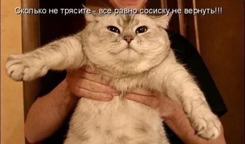 Котики хорошие лишнего не скажут текст