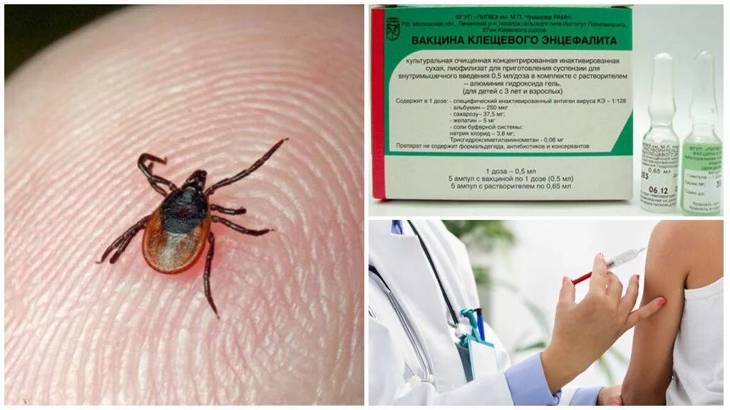 Энцефалит после клеща симптомы. Клещевой энцефалит боррелиоз клиника. иксодовый клещевой боррелиоз вакцина.