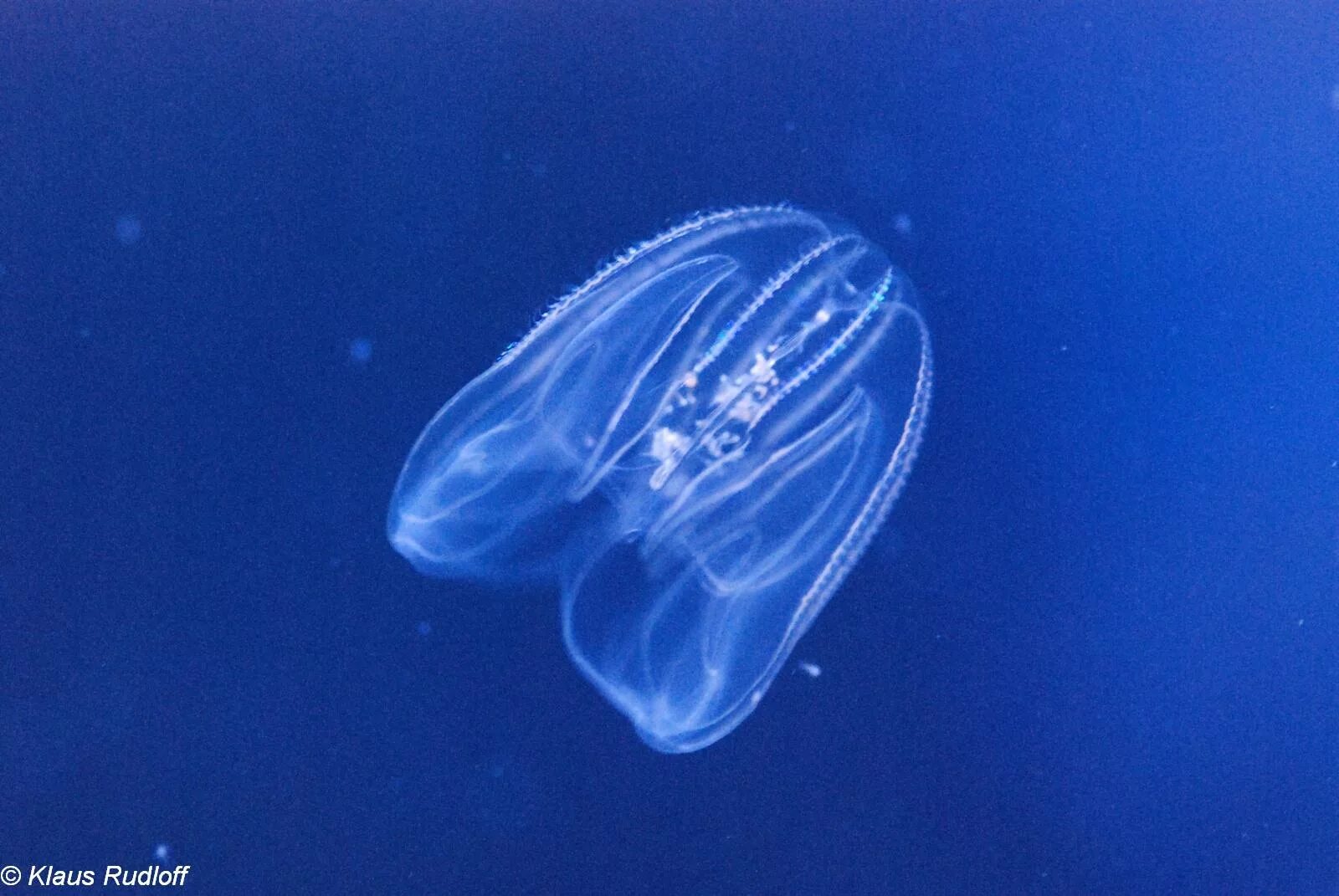 Meduza wallet