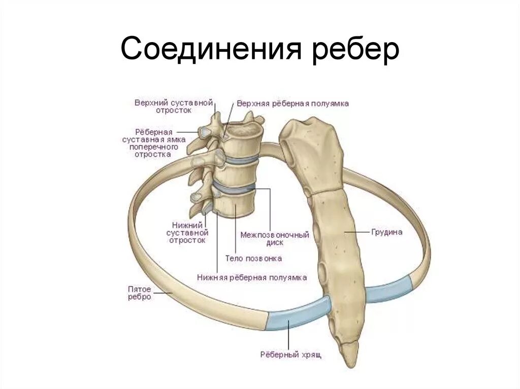 Соединение ребер с позвонками и грудиной. Соединение ребра с грудным позвонком. Соединение ребер с позвоночником. Как ребра соединяются с позвоночником.