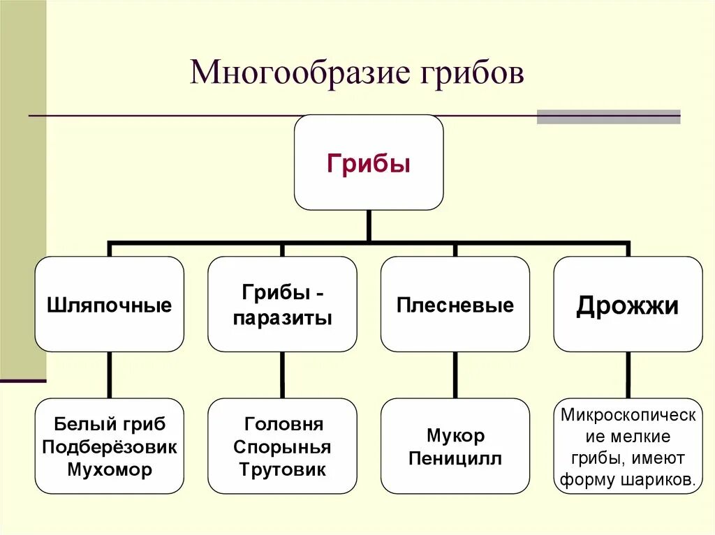 Многообразие и значение грибов 5 класс презентация. Многообразие грибов. Строение и многообразие грибов. Разнообразие грибов схема. Многообразие грибов 5 класс биология.